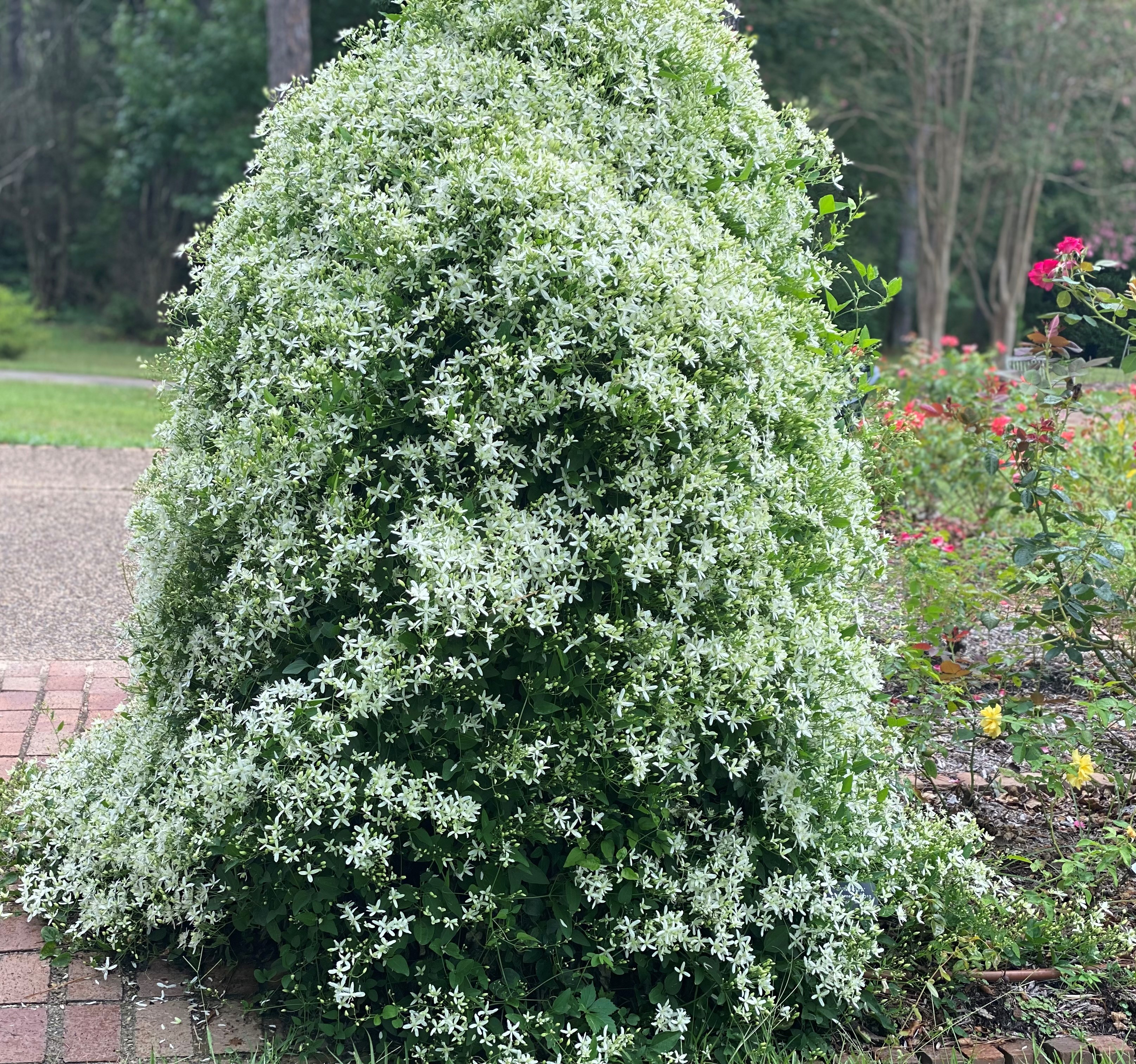 Confederate jasmine.